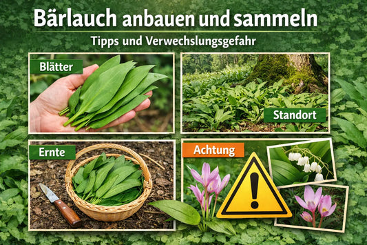 Bärlauch anbauen und sammeln – Blätter erkennen, Standort wählen, richtig ernten und Verwechslungsgefahr beachten