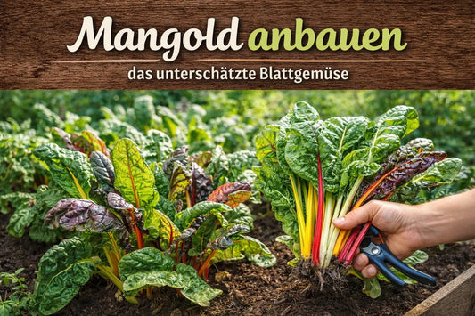 Mangold im Garten anbauen – bunte Stiele und große Blätter im Beet, frisch geerntet als unterschätztes Blattgemüse