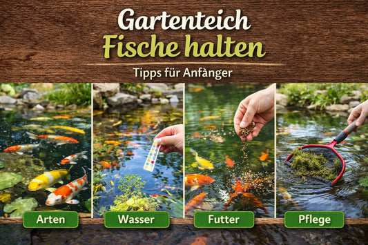 Gartenteich Fische halten – Anfängerbild mit Fischarten, Wasserqualität, Futter und Pflege für einen gesunden Gartenteich