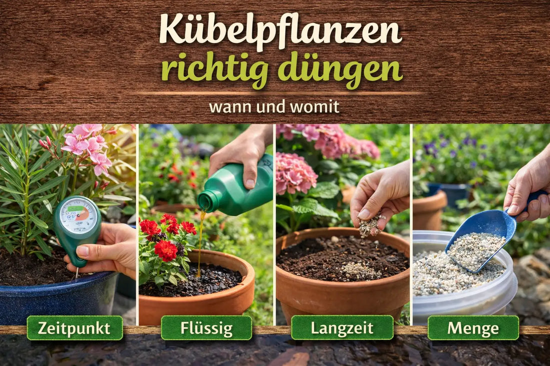 Kübelpflanzen richtig düngen – Anleitung mit Zeitpunkt, Flüssigdünger, Langzeitdünger und richtiger Dosierung für gesunde Topfpflanzen