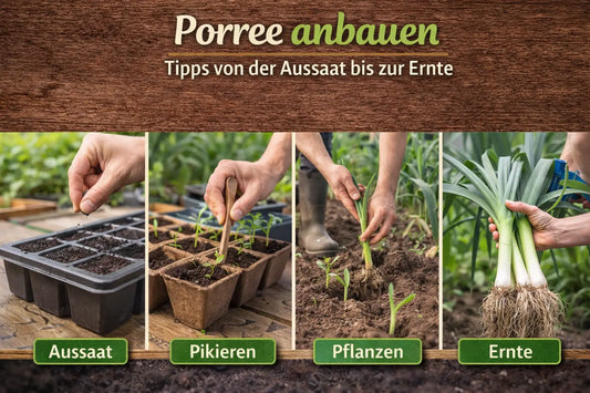 Porree anbauen – Schritt-für-Schritt von Aussaat über Pikieren und Pflanzen bis zur Ernte im Garten