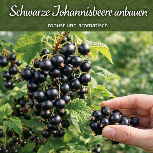 Schwarze Johannisbeeren am Strauch mit einer Hand bei der Ernte.