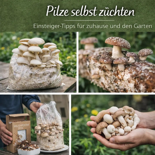 Collage mit Pilzzucht auf Substrat und Holzstamm, Anzucht zuhause und frischer Ernte.