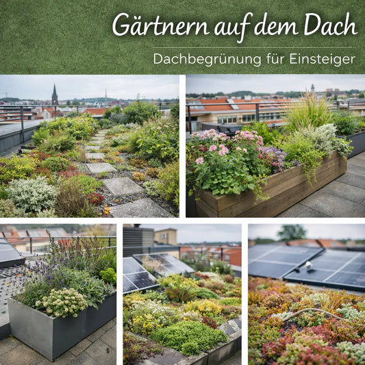 Collage mit Dachbegrünung, Pflanzkästen und bepflanzten Dachflächen für Einsteiger.