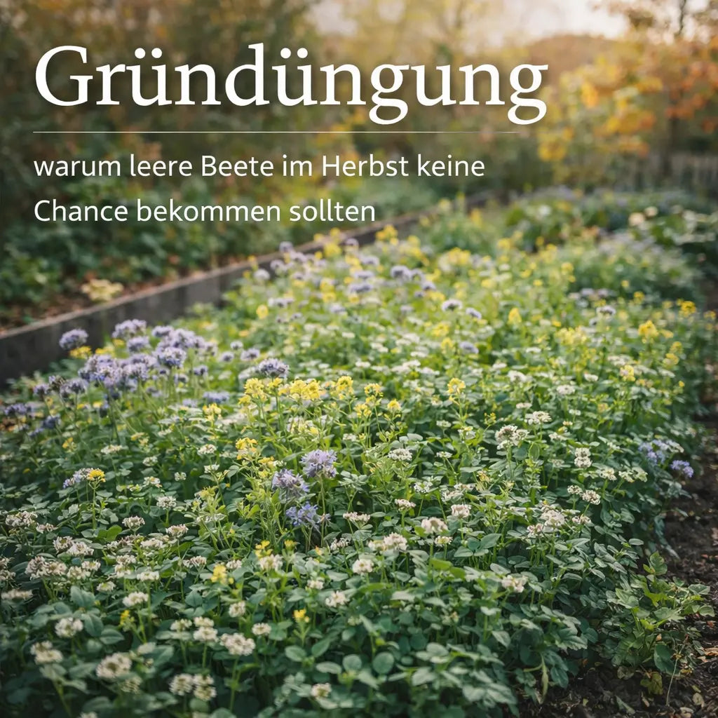 Beet mit dichter Gründüngung aus blühenden Zwischenfrüchten im Herbstgarten.