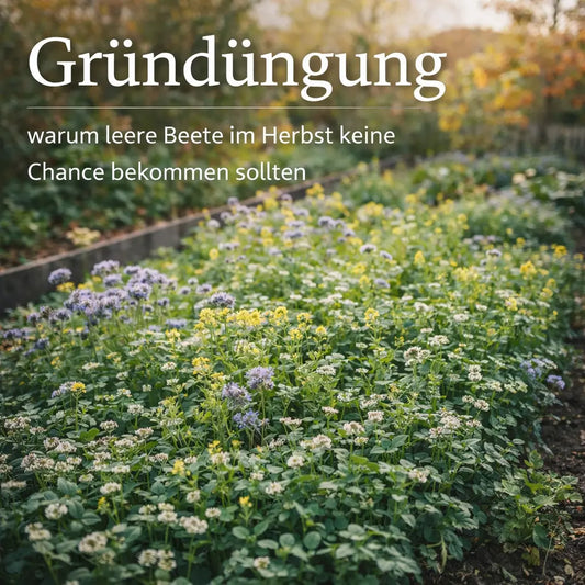 Beet mit dichter Gründüngung aus blühenden Zwischenfrüchten im Herbstgarten.