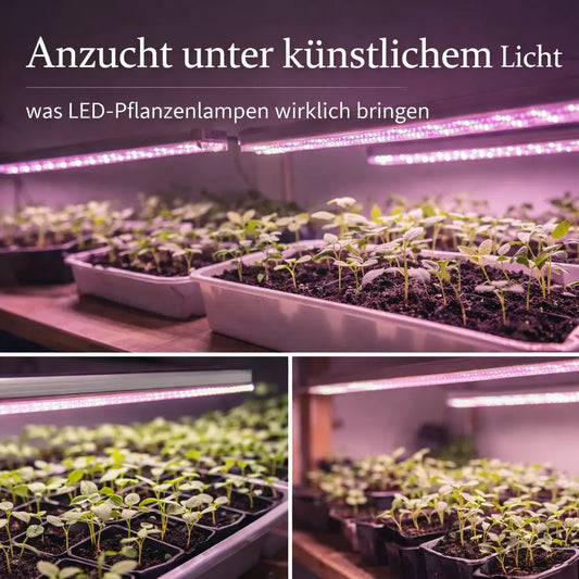 Collage mit Keimlingen und Anzuchtschalen unter LED-Pflanzenlampen im Innenraum.
