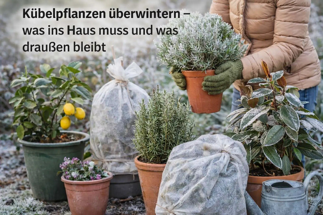 Kübelpflanzen im Winter schützen: Eine Person trägt einen Topf mit Lavendel, daneben stehen Zitronenbaum, Rosmarin und eingepackte Pflanzen in einer frostigen Gartenszene.