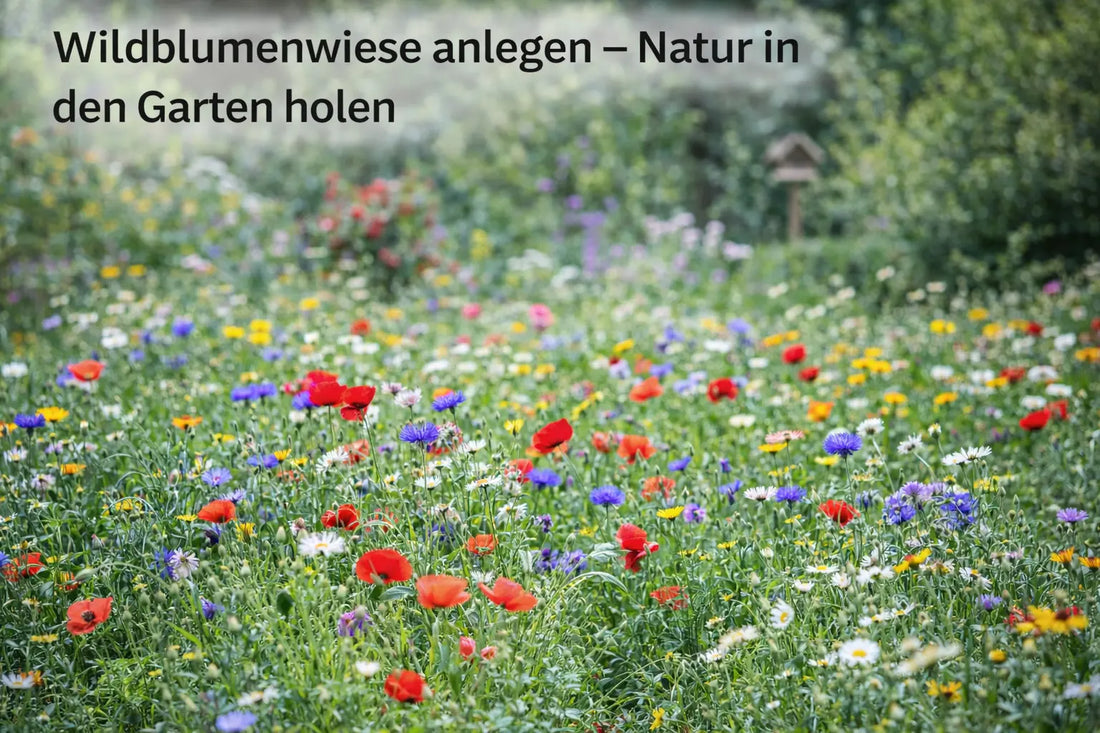 Bunte Wildblumenwiese mit Mohn, Kornblumen und Gänseblümchen in einem naturnahen Garten als Lebensraum für Insekten.