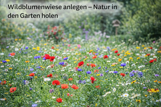 Bunte Wildblumenwiese mit Mohn, Kornblumen und Gänseblümchen in einem naturnahen Garten als Lebensraum für Insekten.