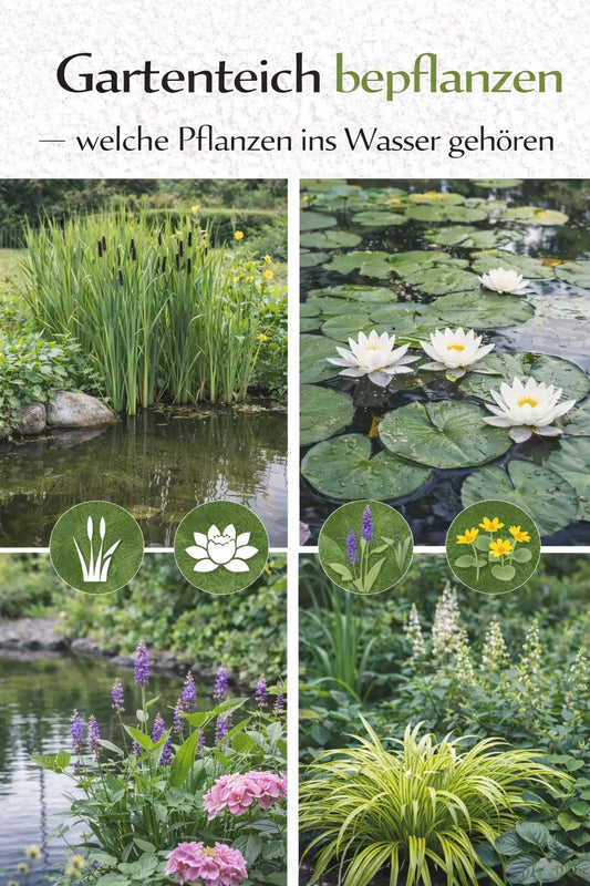 Collage mit Teichpflanzen für den Gartenteich, darunter Seerosen, Röhrichtpflanzen und Uferstauden in und am Wasser.