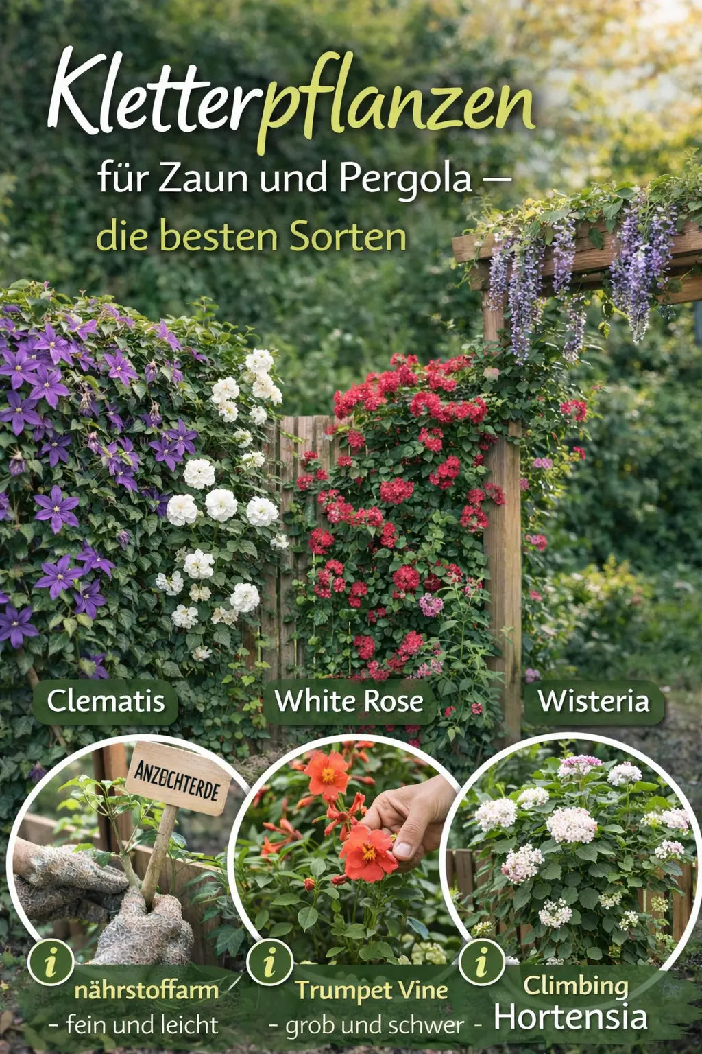 Zaun und Pergola sind mit Kletterpflanzen bewachsen: links violette Clematis und weiße Rosen am Holzzaun, rechts rote Kletterrosen und hängender Blauregen an der Pergola; unten kleine Bildausschnitte zeigen weitere Sorten.